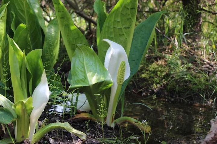 地底の森ミュージアム