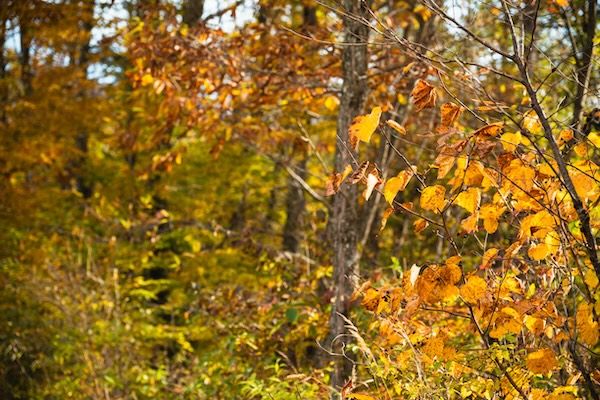 【群馬県長野原町】北軽井沢のヴィラリゾート「あさま空山望」で楽しむ絵本と紅葉の秋限定宿泊プラン