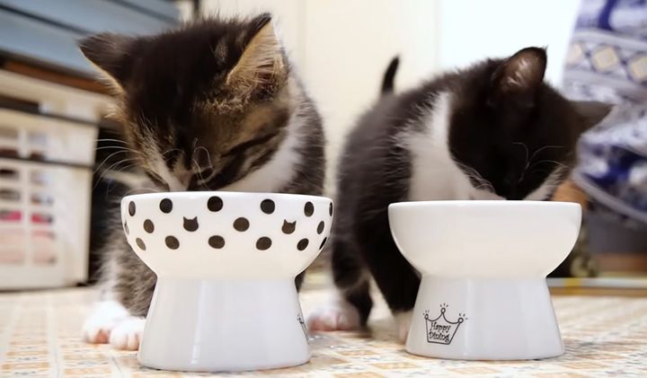 ご飯を食べる子猫達