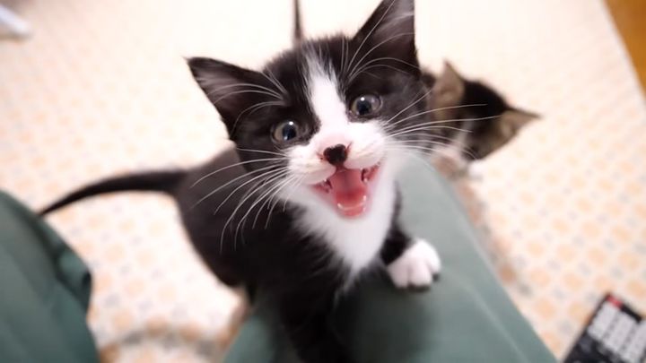 お腹が空いた子猫