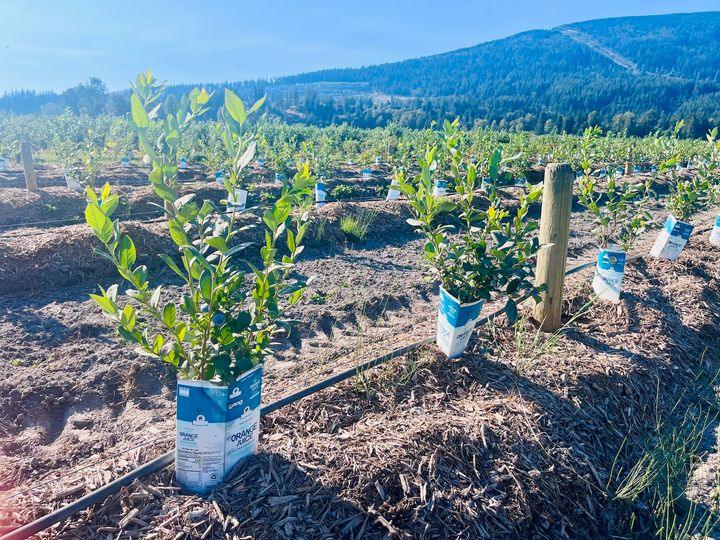 ブルーベリーは美容効果抜群のスーパーフード！ バンクーバーでの収穫＆リトリート体験レポ。