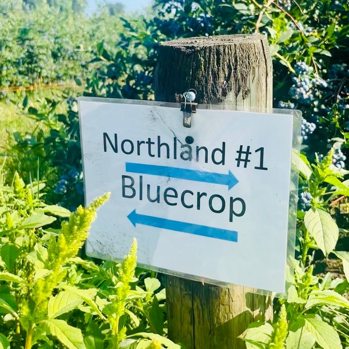 ブルーベリーは美容効果抜群のスーパーフード！ バンクーバーでの収穫＆リトリート体験レポ。