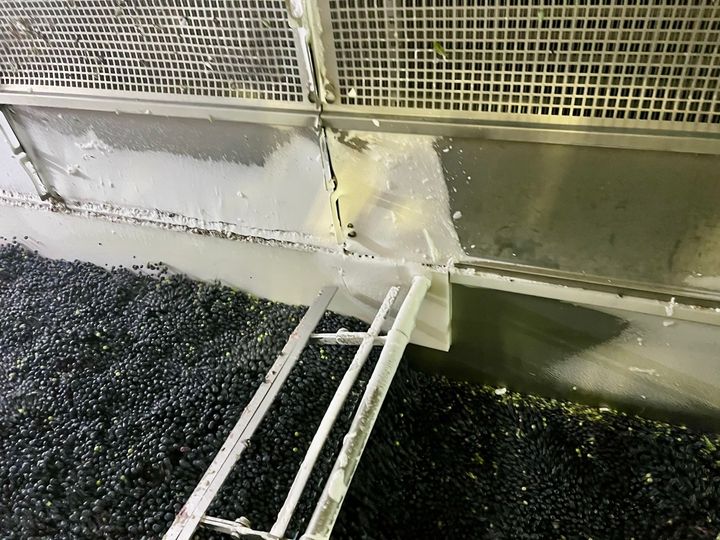 ブルーベリーは美容効果抜群のスーパーフード！ バンクーバーでの収穫＆リトリート体験レポ。