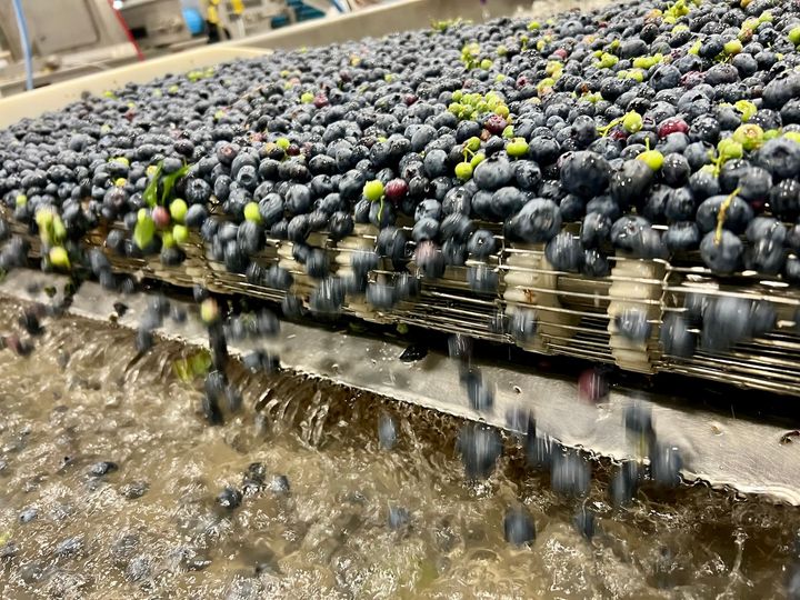 ブルーベリーは美容効果抜群のスーパーフード！ バンクーバーでの収穫＆リトリート体験レポ。