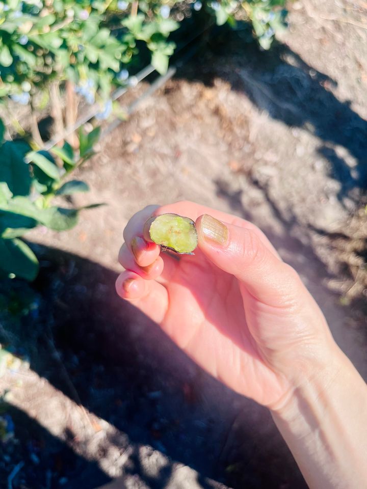 ブルーベリーは美容効果抜群のスーパーフード！ バンクーバーでの収穫＆リトリート体験レポ。