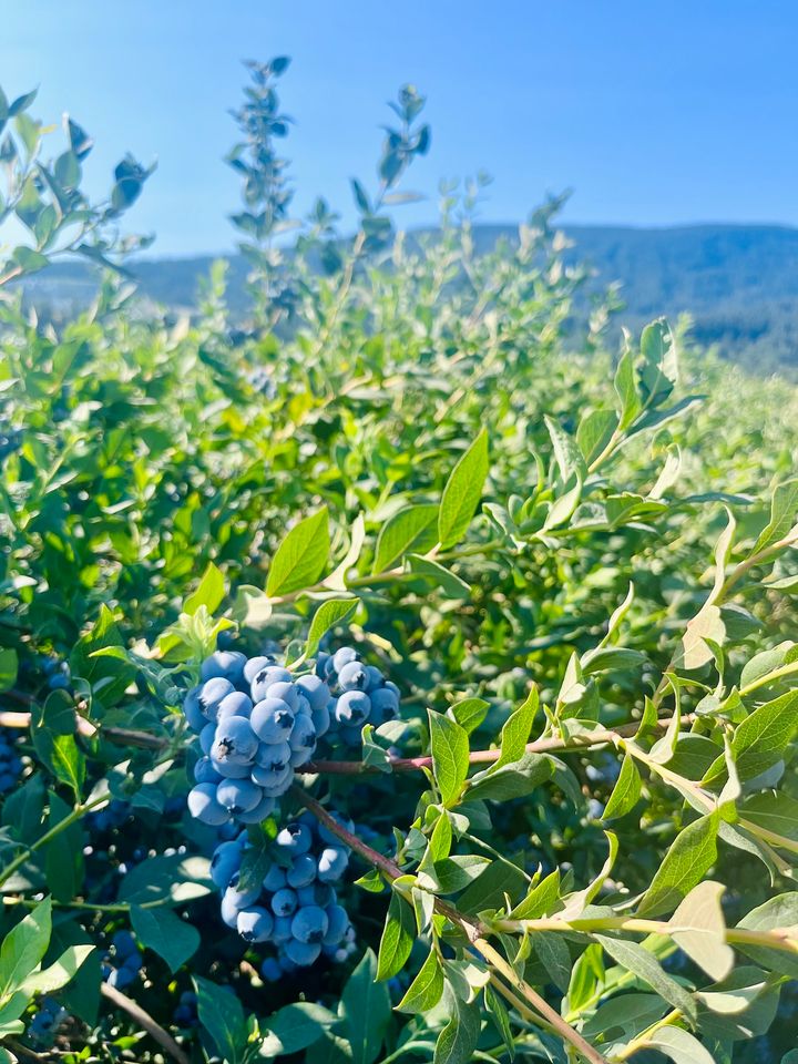 ブルーベリーは美容効果抜群のスーパーフード！ バンクーバーでの収穫＆リトリート体験レポ。