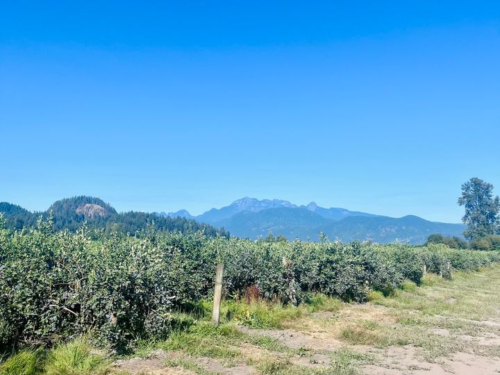 ブルーベリーは美容効果抜群のスーパーフード！ バンクーバーでの収穫＆リトリート体験レポ。