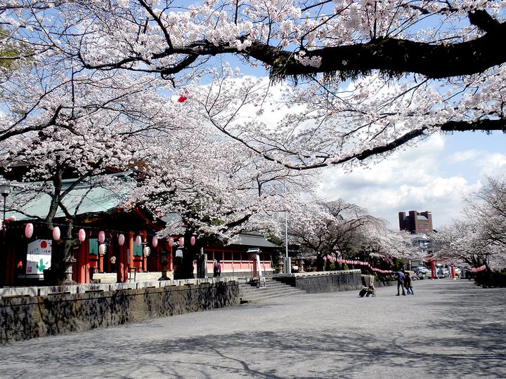 御神木の桜が植えられている「桜の馬場」【神社提供】