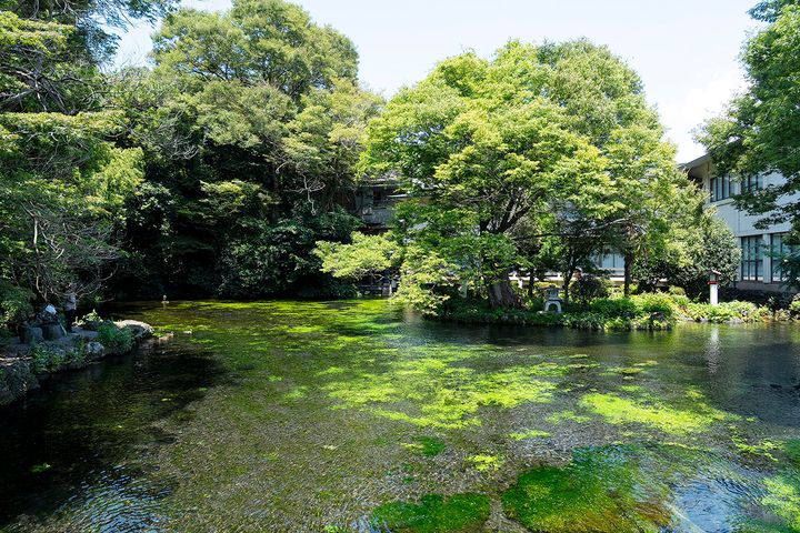 湧玉池の透明度は高く、池の底がくっきりと見えるほど