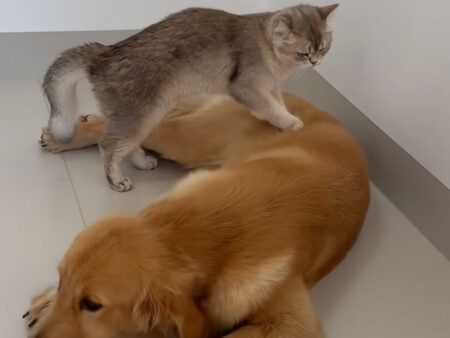 前世はセラピスト？ 仲間に“ふみふみスパ”を施す猫さんの癒しのひととき