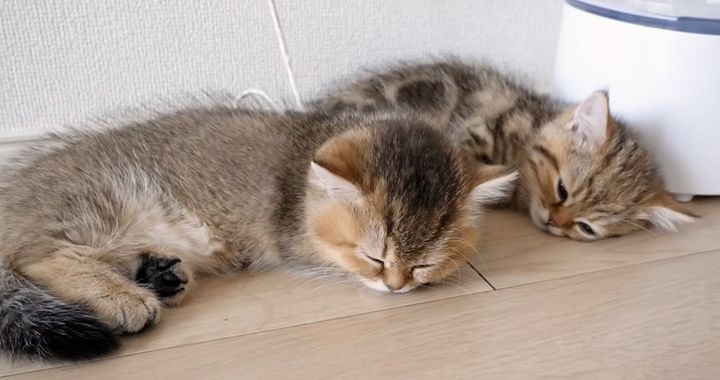 一緒に眠る子猫達