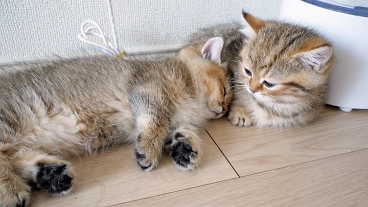 くっついて眠る子猫達