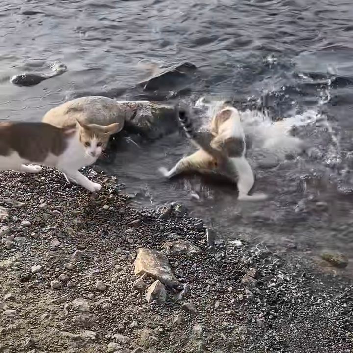 川辺からザンブと飛び込み漁をする猫、バディの心配よそに豊漁