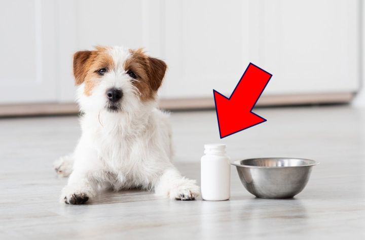 犬にサプリメントって必要なの…？