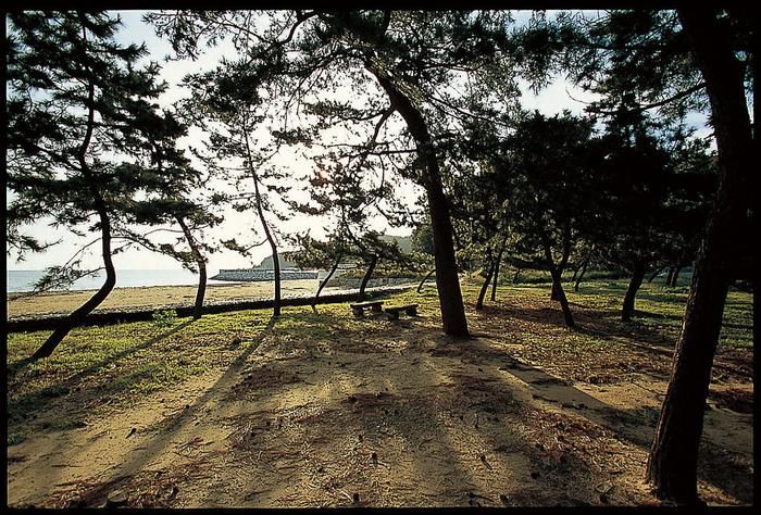 木に囲まれたキャンプサイト