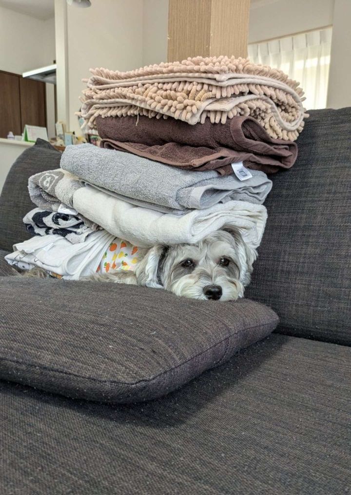 画像は＠pelepeledogさんの投稿より、再掲