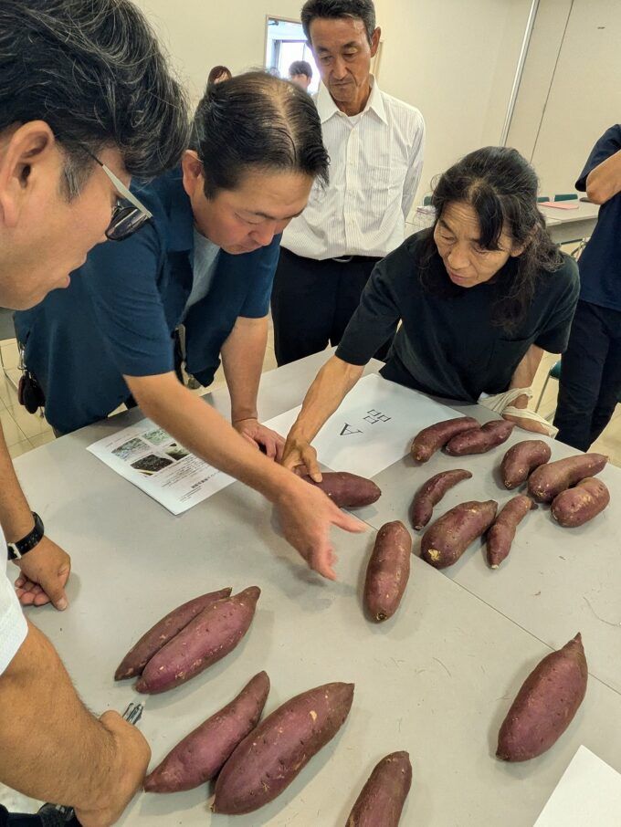甘藷目揃い会の様子