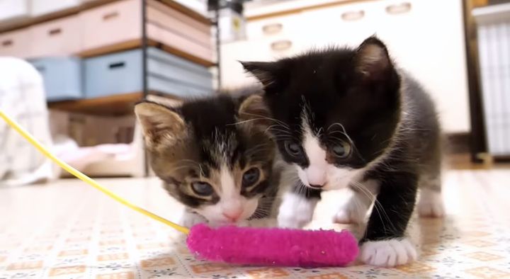 猫じゃらしで遊ぶ子猫達