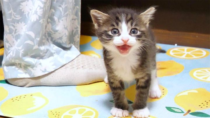 ご飯の時間と勘違いした子猫