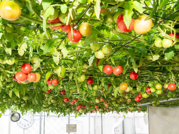 世界一大きなトマトの木「とまとの森」2