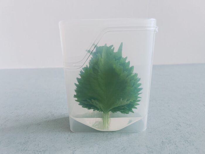 100均で1000円使う人の「ゼッタイ試してほしい〈食品長持ち〉便利グッズ」3つ。ダメにしがちな人は要チェック！