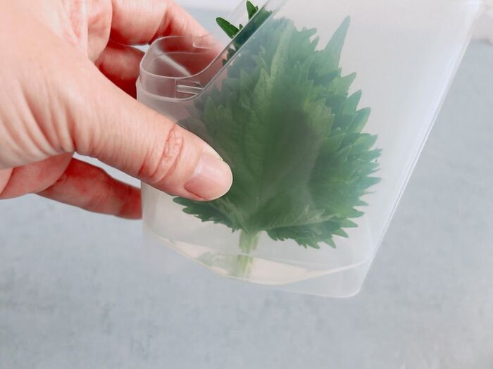 100均で1000円使う人の「ゼッタイ試してほしい〈食品長持ち〉便利グッズ」3つ。ダメにしがちな人は要チェック！