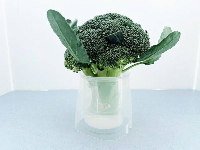 100均で1000円使う人の「ゼッタイ試してほしい〈食品長持ち〉便利グッズ」3つ。ダメにしがちな人は要チェック！