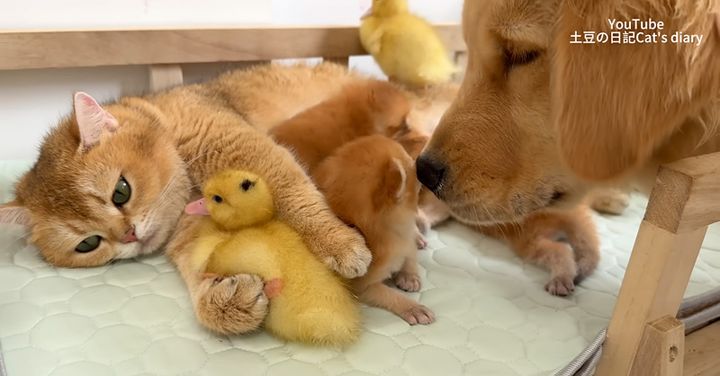 母猫に甘えるアヒルのヒナ