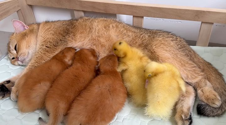 母猫に甘えるアヒルのヒナ