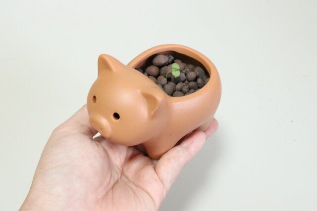 アニマル植木鉢（豚、羊） 使用例