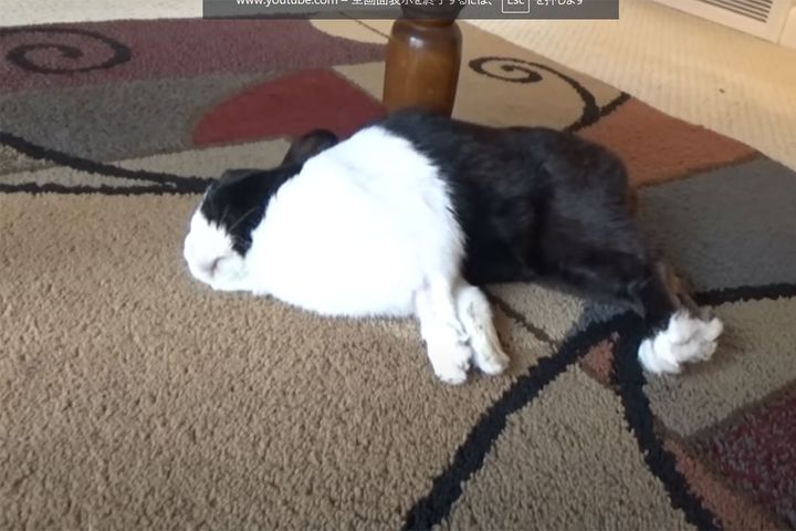 爆睡中の1匹のウサギ…鼻先に大好物を置くと？？