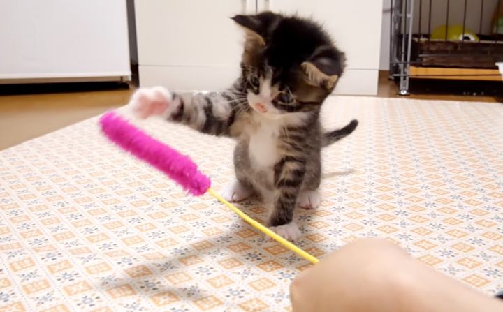 猫じゃらしに夢中の子猫
