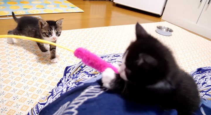 猫じゃらしに夢中の子猫達