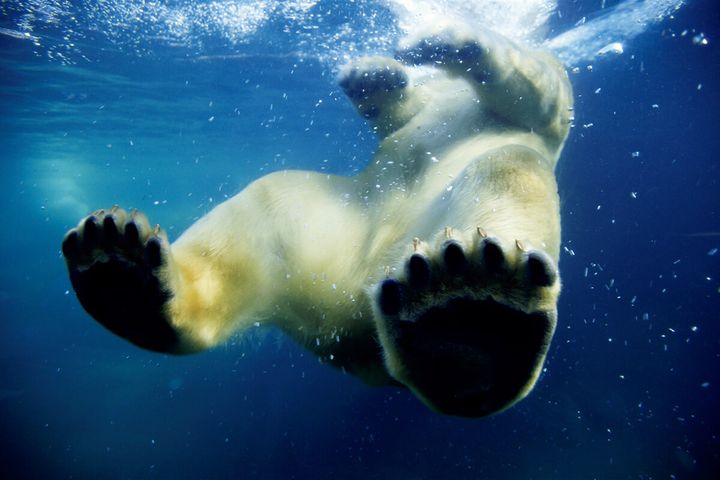 映画『アース』