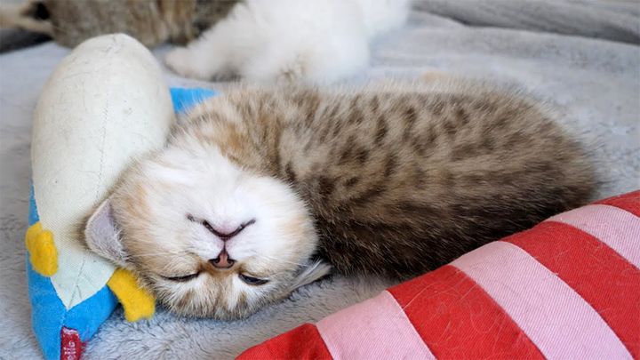 変な寝相で眠る子猫