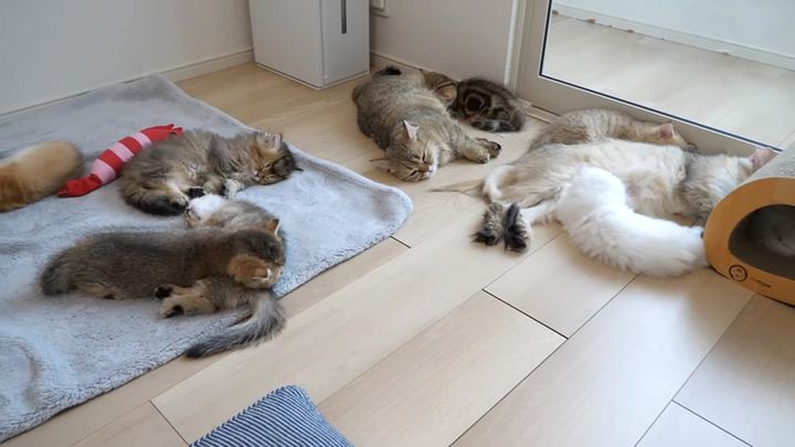 みんなで眠る猫達