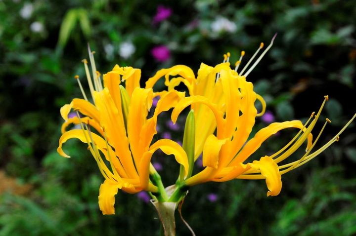 9月14日の花とは？【366日の誕生花と幸せの花言葉】