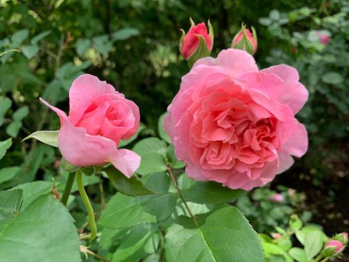 廃盤になってしまったのが残念な‘ラジオ タイムス’。濃いピンクのつぼみもロゼットの花形も愛らしく、ダマスクの強い香りがします。（筆者撮影）