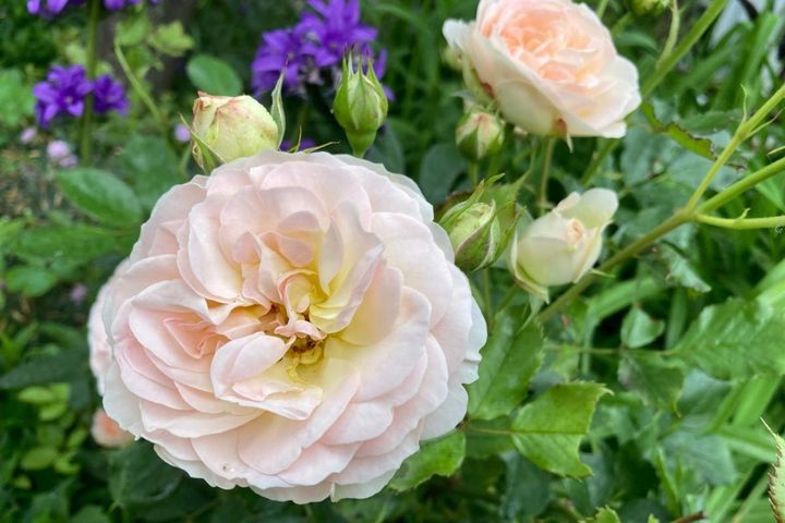 バラにほかの草花を合わせる場合は、株元が蒸れないよう、特に日当たりと通風のよい植え場所を用意してやりたいものです。