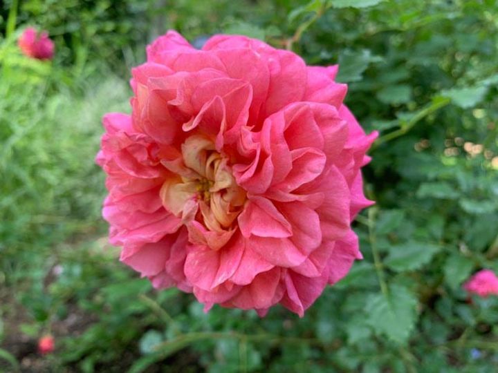 イングリッシュローズの‘クリストファー マーロウ’。オレンジやサーモンピンクなどがのる不思議な花色が魅力的。ティーベースのさわやかな香り。（筆者撮影）