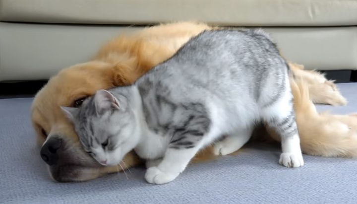 ゴールデンレトリバーが大好きな猫