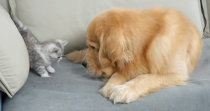 ゴールデンレトリバーに育てられた子猫