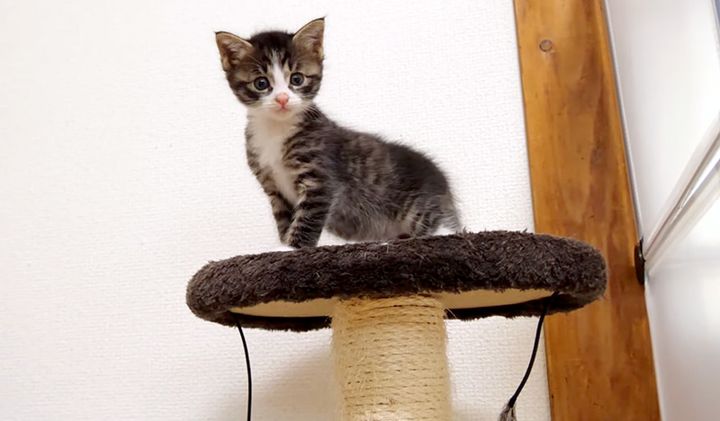 初めてキャットタワーを制覇した子猫