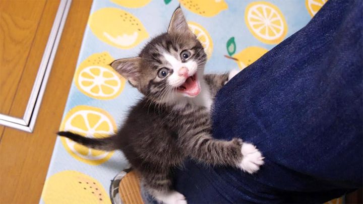 ご飯を催促する子猫