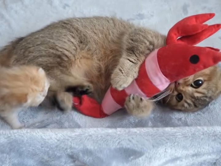 表情が真剣すぎる！