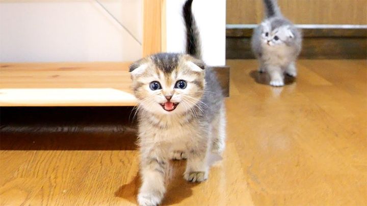 ご飯が食べたい子猫