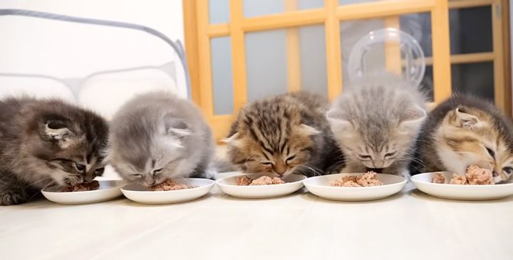 ご飯を食べる子猫達