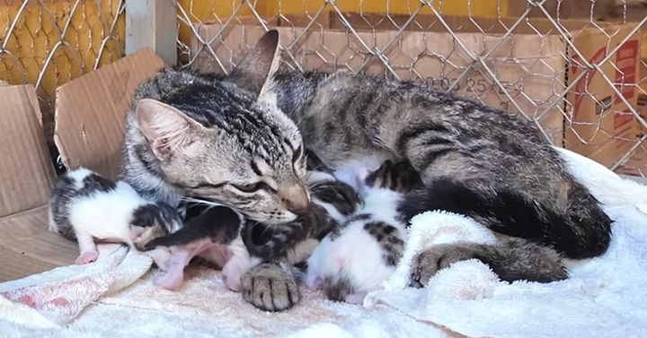 子猫達を育てる母猫