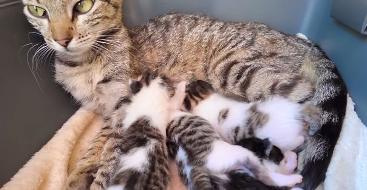 子猫達を育てる母猫