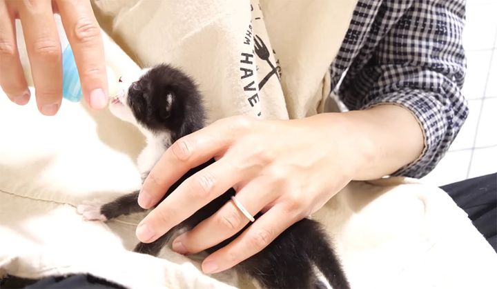 ミルクを飲む子猫